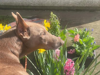 Artificial pacemaker implantation success for Ceaser the dog