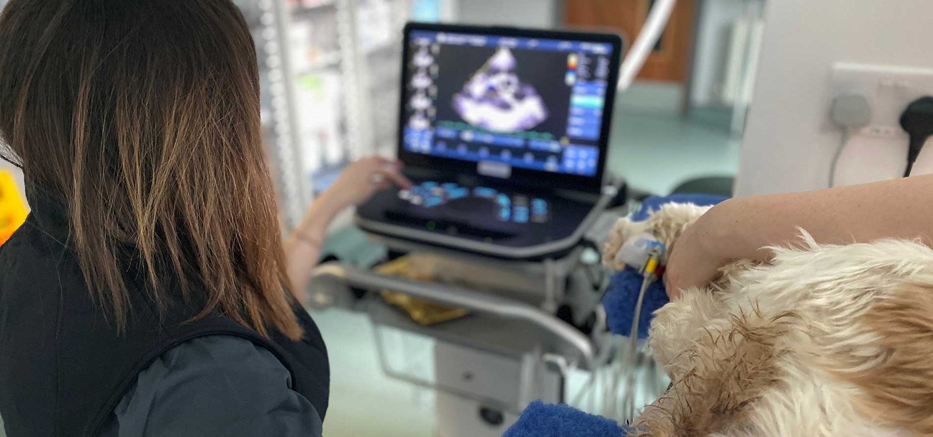 Vets at Northern Ireland Veterinary Specialists using an ultrasound on a patient